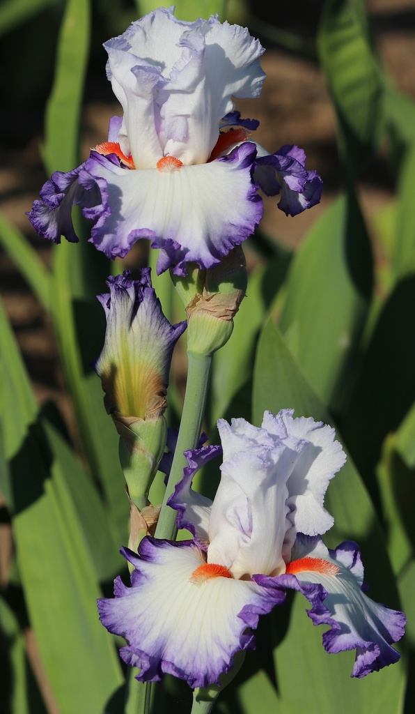 Feel The Magic | Mid-America Garden